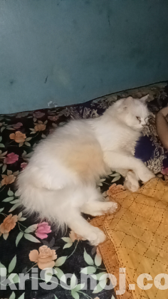 Persian female cat (পার্সিয়ান মেয়ে বিড়াল)